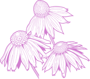 Ežiuolės ir gervuogių kompleksas su vitaminu C, cinku imunitetui