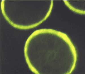 Skerspjūvis panaudojus hidrolizuotus kviečių peptidus 2