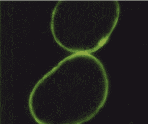 Skerspjūvis panaudojus hidrolizuotus kviečių peptidus;