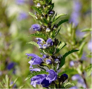 kolageno kompleksas dracobelle