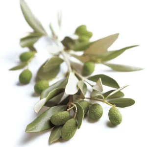 Read more about the article Riebalai yra svarbūs energijos kaupimui