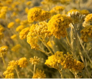 Italinio šlamučio ekstraktas